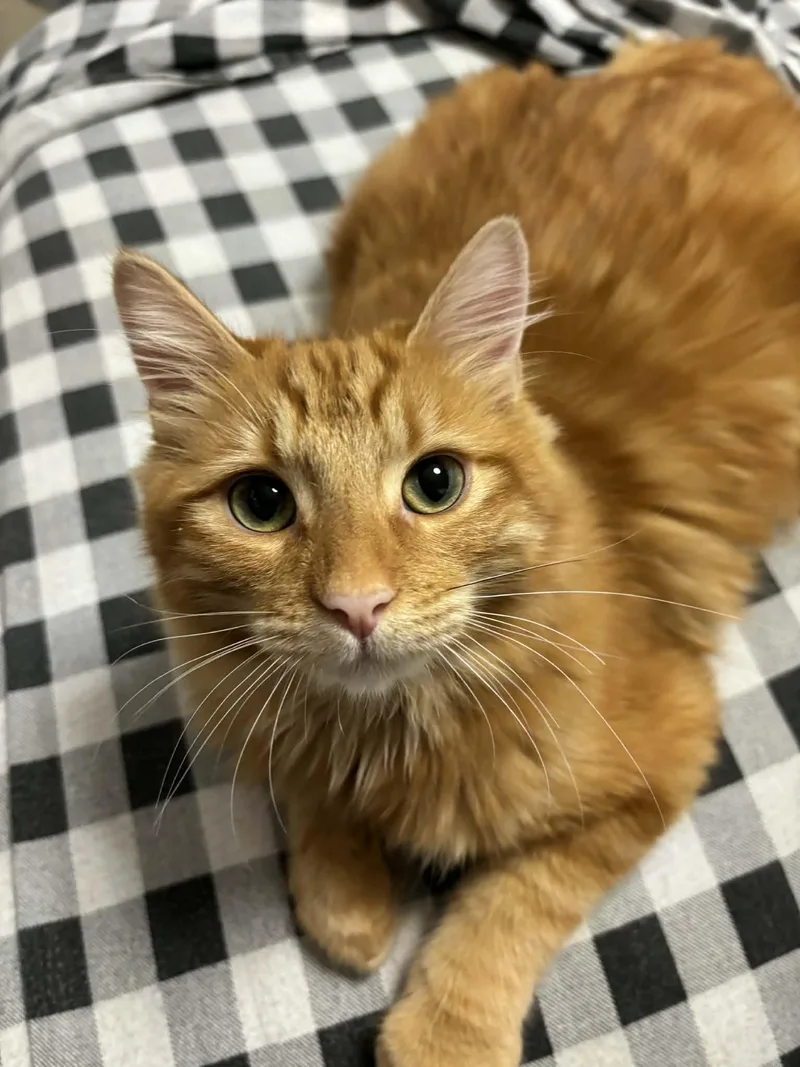 Magik Indoor Only thumbnail 5