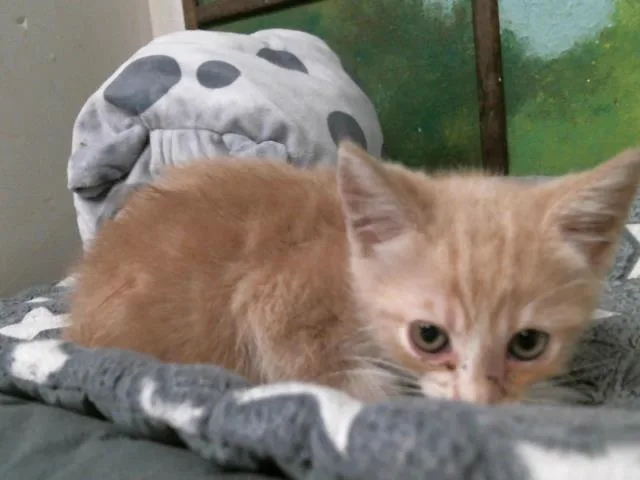 A baby small-sized female Domestic Short Hair cat named Sandie for adoption in Houston, TX