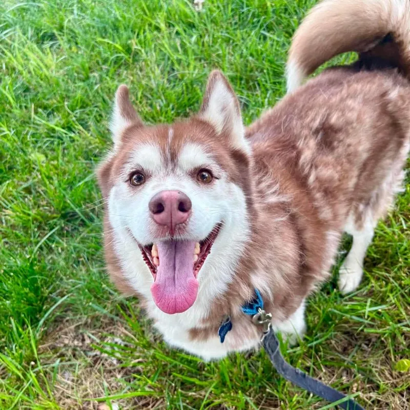 An adult medium-sized male Gray / Blue / Silver Husky dog named Mufasa for adoption in Shawnee, KS