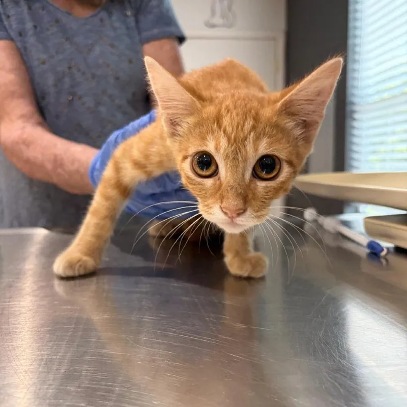 A baby small-sized male Orange / Red American Shorthair cat named Rolling Stone for adoption in Livingston, TX