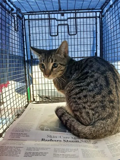 A young medium-sized male Domestic Short Hair cat named Samuel for adoption in Fort Lauderdale, FL