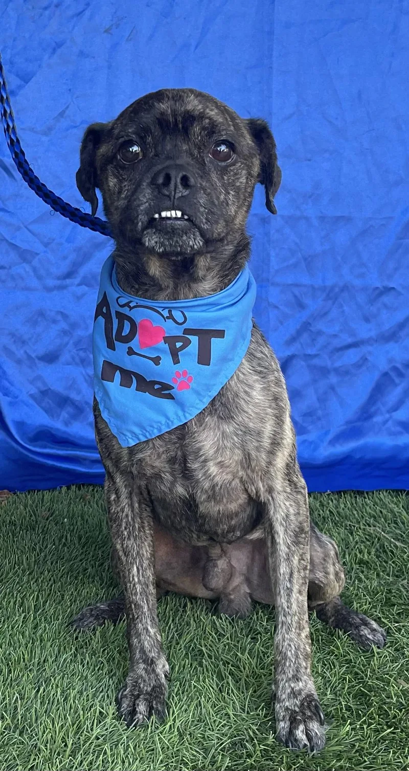 A young small-sized male Brindle Pug dog named Roscoe for adoption in Rowland Heights, CA