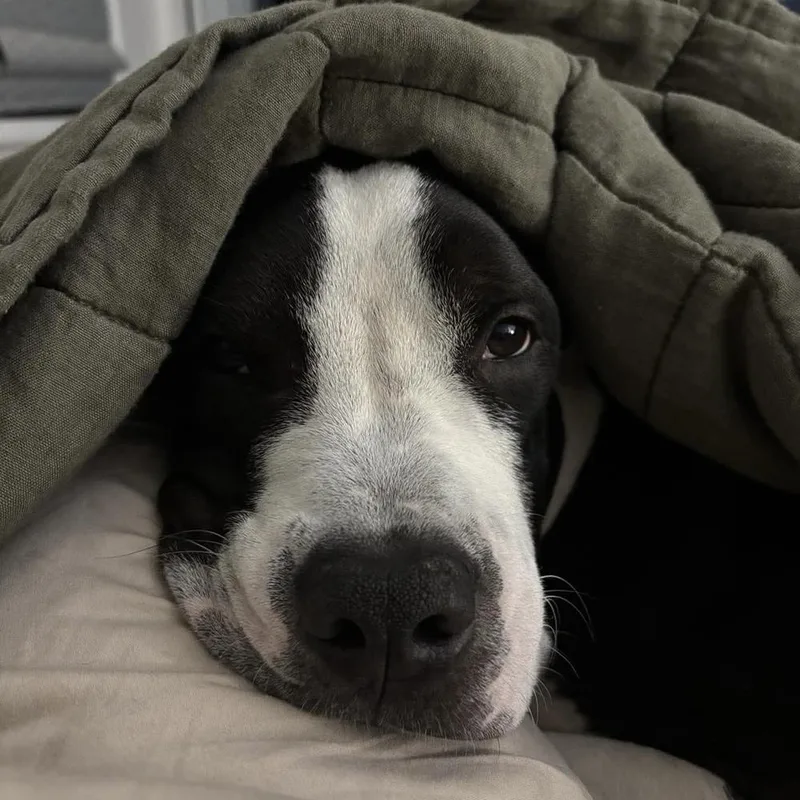 An adult medium-sized male Tricolor (Brown, Black, & White) American Staffordshire Terrier dog named Mo for adoption in Long Island City, NY
