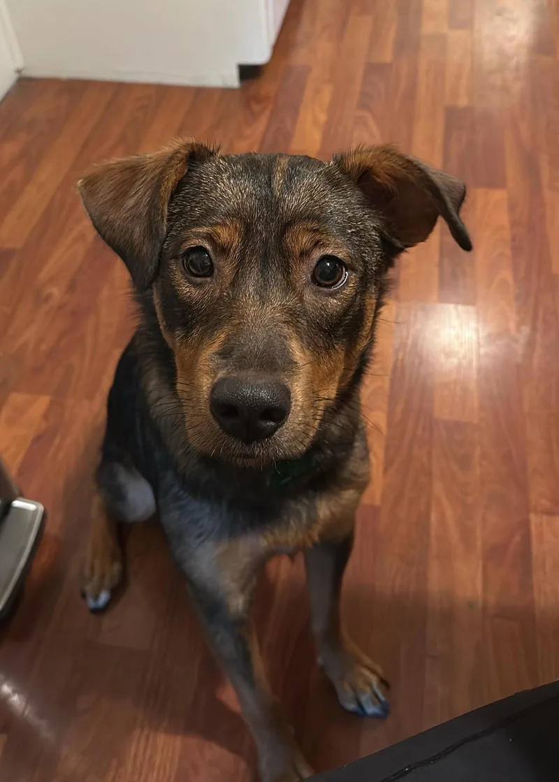 A young medium-sized female Australian Shepherd dog named Sienna for adoption in Davis, CA