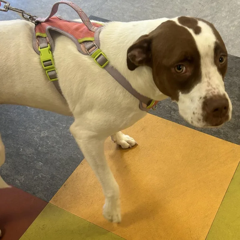 An adult large-sized female White / Cream Mixed Breed dog named Coco for adoption in Philadelphia, PA