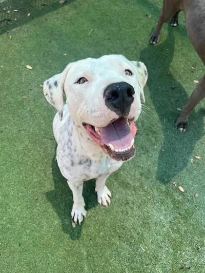 An adult large-sized male American Bulldog dog named Franklin for adoption in El Paso, TX