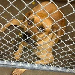 A baby small-sized male Brown / Chocolate Mixed Breed dog named Max for adoption in Shinnston, WV