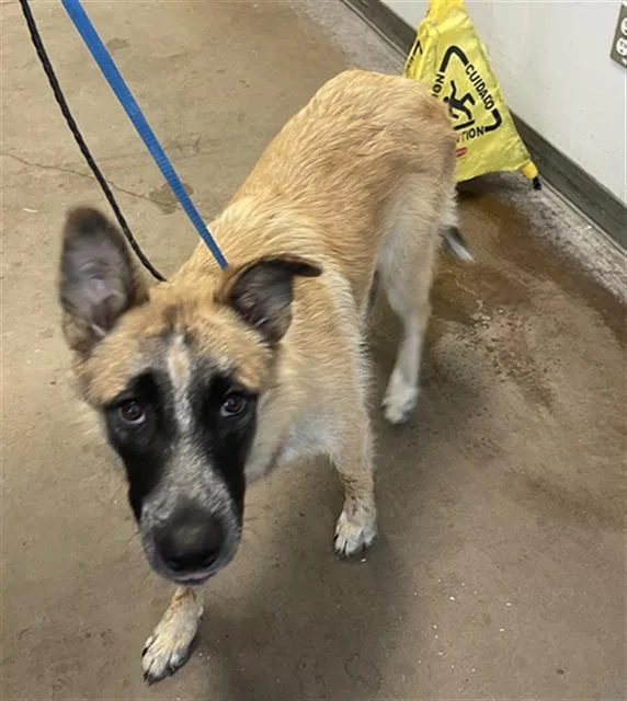 A young large-sized female Mixed Breed dog named Diamond for adoption in Dallas, TX
