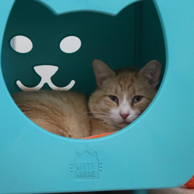 Cantaloupe thumbnail 2