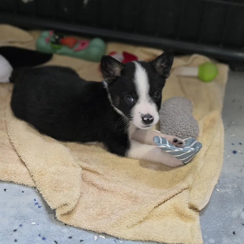 A baby small-sized male Black Australian Shepherd dog named Wyatt for adoption in Blairstown, NJ