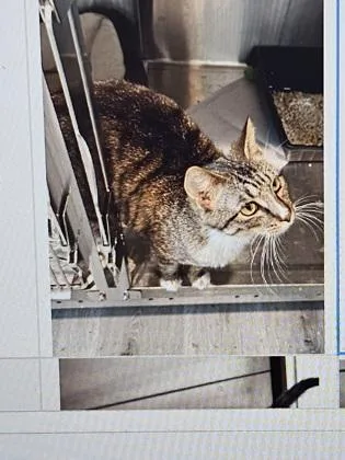 An adult small-sized female Domestic Short Hair cat named Ditney for adoption in Cincinnati, OH