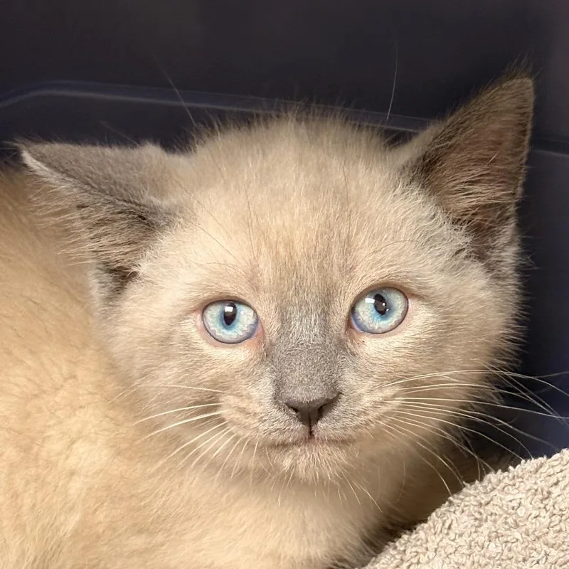 Kit