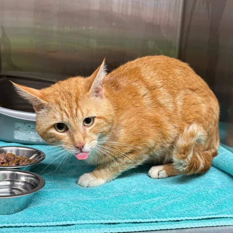 An adult large-sized male Orange / Red Domestic Short Hair cat named Taco Tuesday for adoption in Morganton, NC