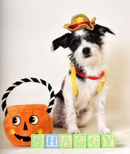Shaggy thumbnail 2