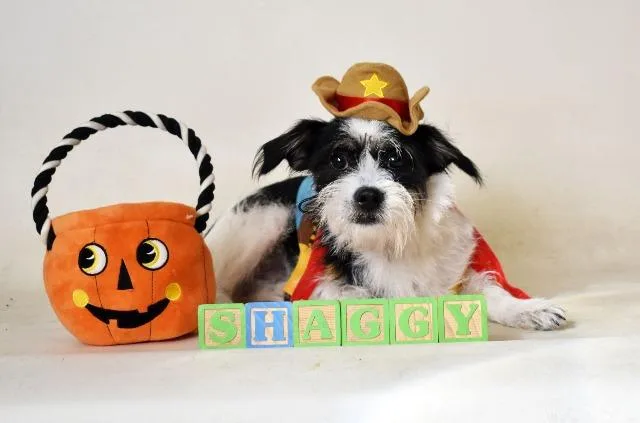 Shaggy thumbnail 4