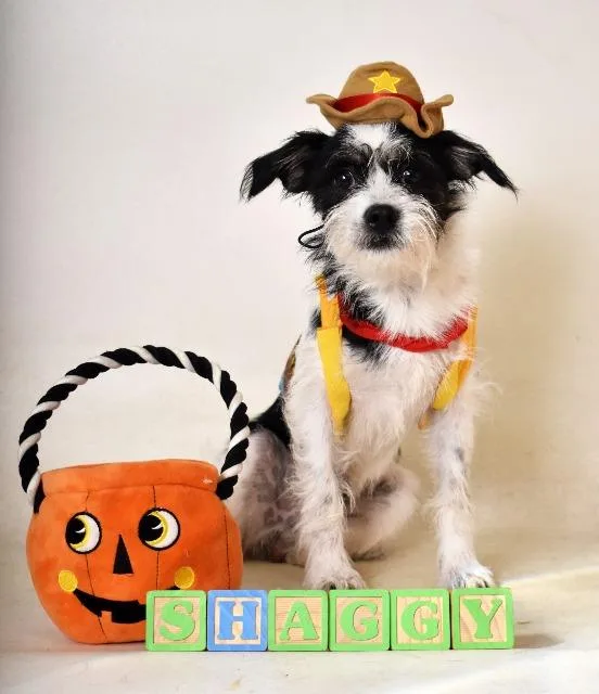 Shaggy thumbnail 5