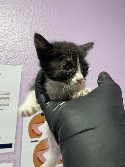 A baby small-sized female Black Domestic Short Hair cat named 60808626 for adoption in El Paso, TX