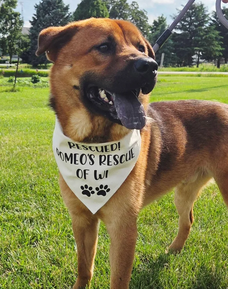 A young medium-sized male Brown / Chocolate German Shepherd Dog dog named Parker for adoption