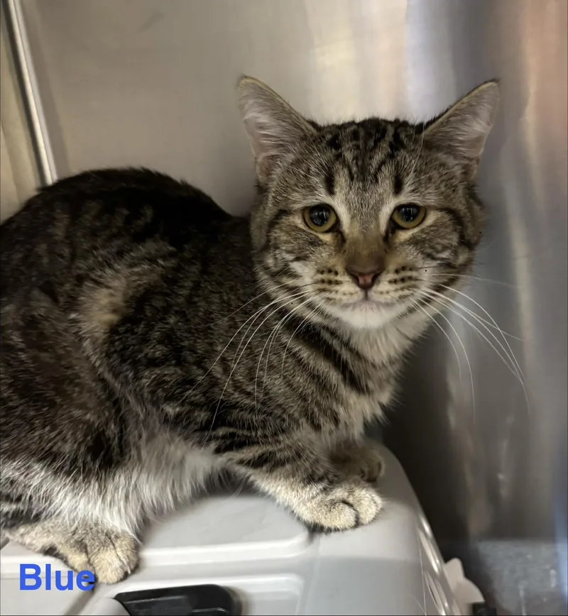 An adult medium-sized male Tabby (Brown / Chocolate) Tabby cat named Blue for adoption in Las Vegas, NV
