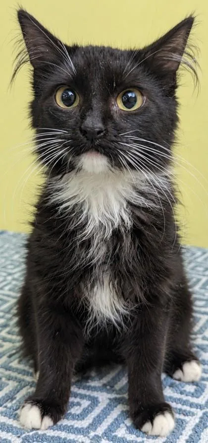 A young medium-sized male Black & White / Tuxedo Domestic Medium Hair cat named Fester for adoption in Jackson, GA