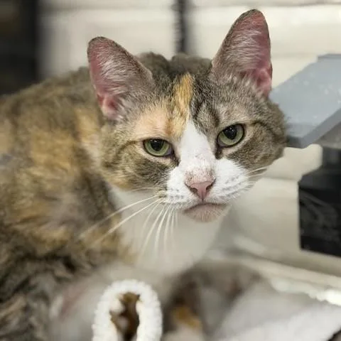 An adult medium-sized female Tabby (Orange / Red) Domestic Short Hair cat named Patchess for adoption in Columbia, MD
