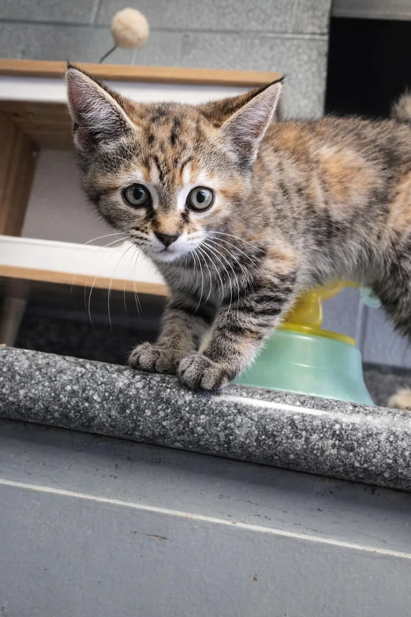 A baby small-sized female Domestic Short Hair cat named Gravy for adoption in Hermitage, PA