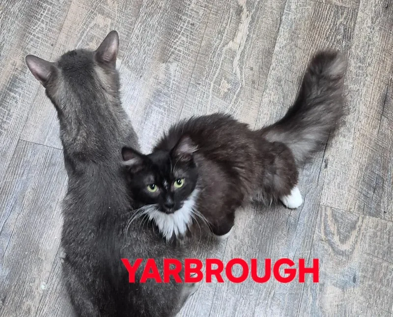 Yarbrough