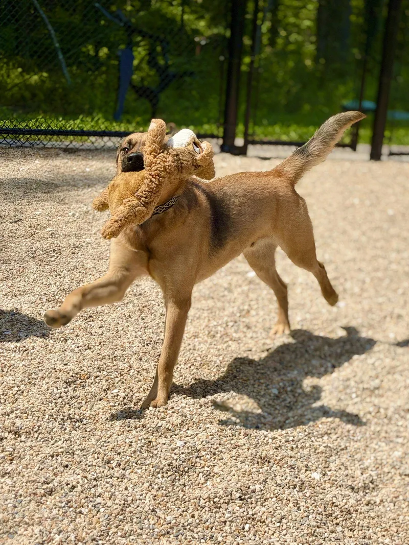 An adult medium-sized male Black Mouth Cur dog named Hank for adoption in West Cornwall, CT