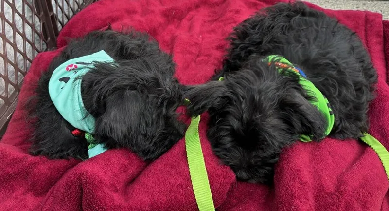A baby small-sized male Shih Tzu dog named Sprocket for adoption in Terryville, CT