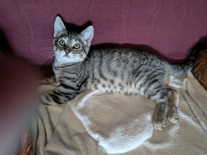 A baby medium-sized female Tabby (Brown / Chocolate) Domestic Short Hair cat named Mei for adoption in Sioux Falls, SD