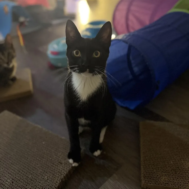 A baby small-sized male Black Domestic Short Hair cat named Nashi for adoption in Los Angeles, CA