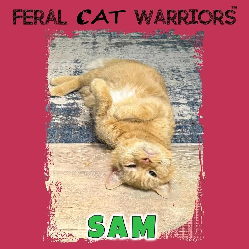 A senior small-sized male Orange / Red Domestic Short Hair cat named Sam for adoption in Kingman, AZ