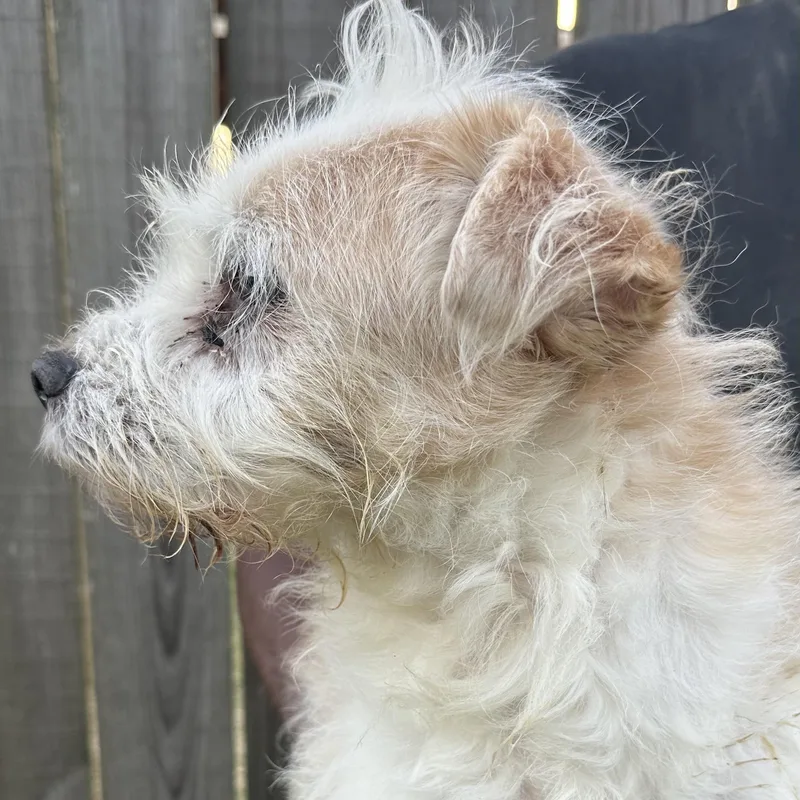 An adult medium-sized male White / Cream Rat Terrier dog named Maverick  Local November for adoption in Brookshire, TX