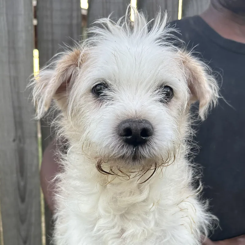 Maverick  Local November thumbnail 5