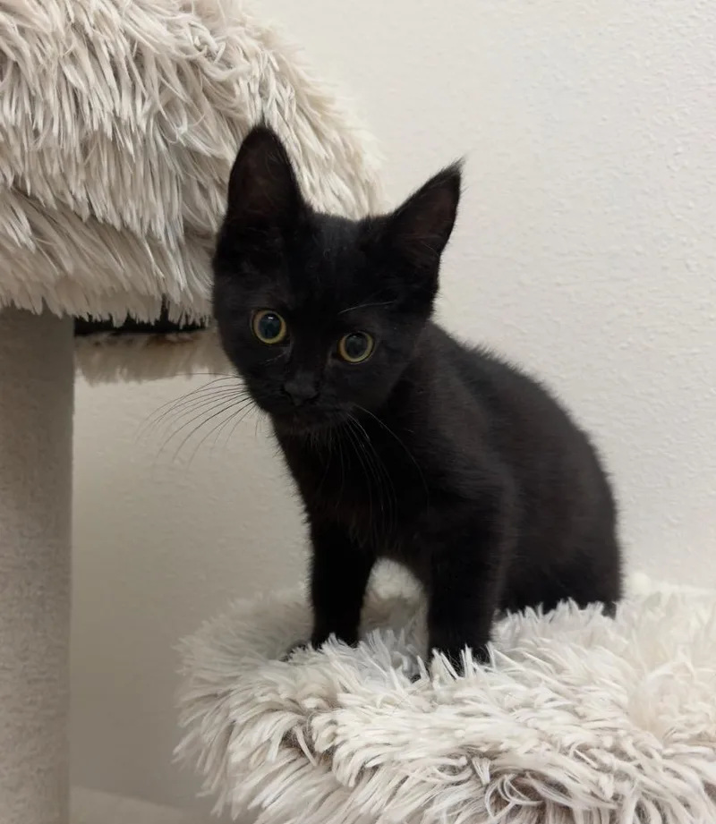 A baby medium-sized female Domestic Short Hair cat named Diggy @ PetSmart Walker for adoption in Newberg, OR
