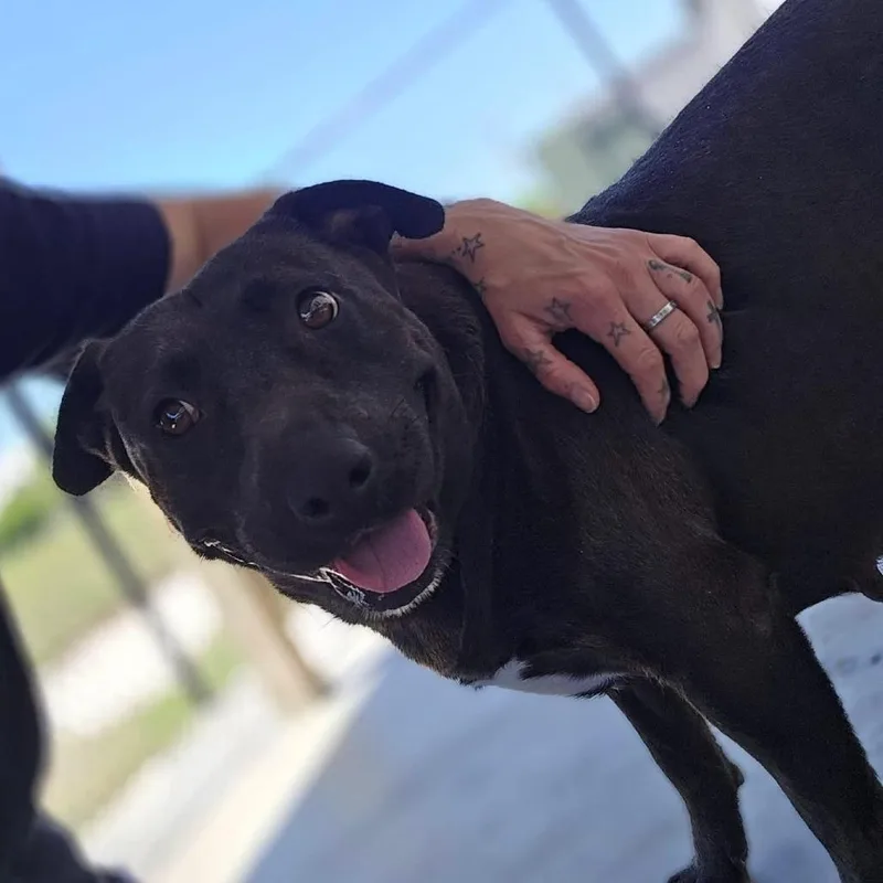 An adult medium-sized female Black Labrador Retriever dog named Violet  U for adoption in Tupelo, MS