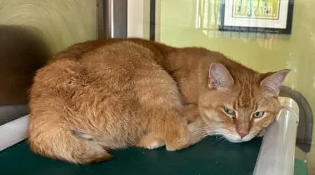 A senior small-sized female Orange / Red Domestic Short Hair cat named Bobbie for adoption in Murphy, TX