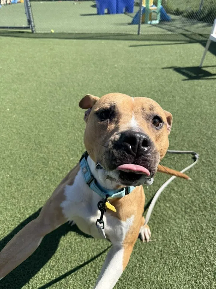A young medium-sized male Yellow / Tan / Blond / Fawn Pit Bull Terrier dog named Sonny for adoption in Cleveland, OH