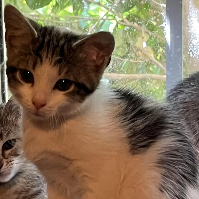 A baby small-sized female Domestic Short Hair cat named Scarlett for adoption in Cumming, GA