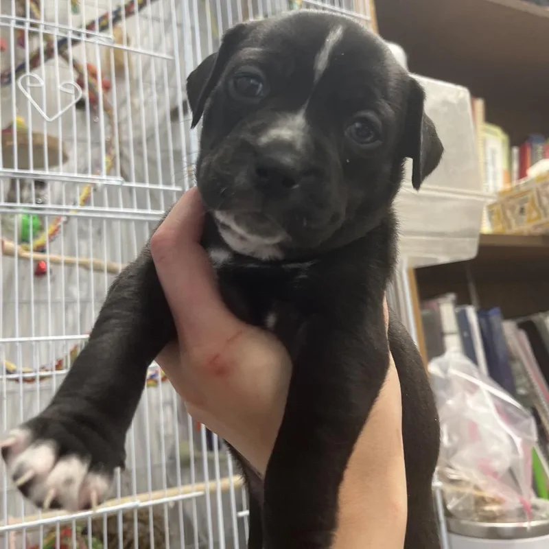 A baby small-sized female Black Mixed Breed dog named Howlite for adoption in Chattanooga, TN