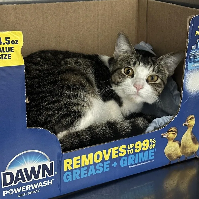 A young medium-sized male Tabby (Brown / Chocolate) Domestic Short Hair cat named Jiminy Cricket for adoption in Grand Rapids, MI