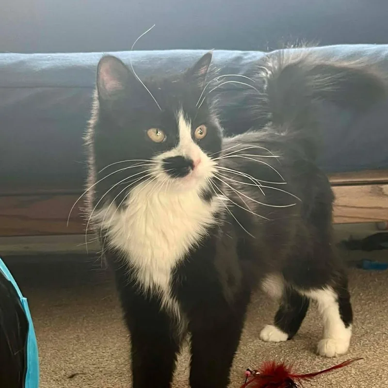A young medium-sized female Black & White / Tuxedo Domestic Long Hair cat named Yin for adoption in East Lansing, MI