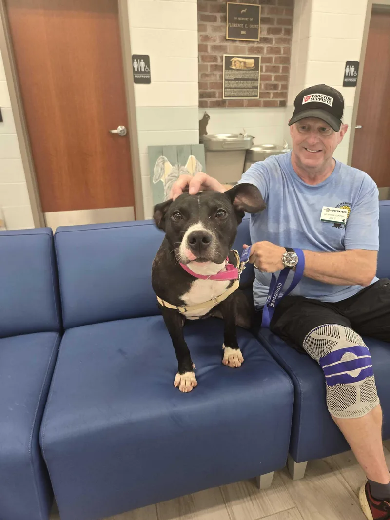 An adult medium-sized female Black American Bully dog named Smorgas for adoption in Maidens, VA