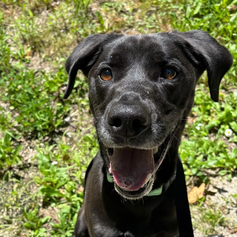 An adult medium-sized male Black Labrador Retriever dog named Ace for adoption in Novelty, OH