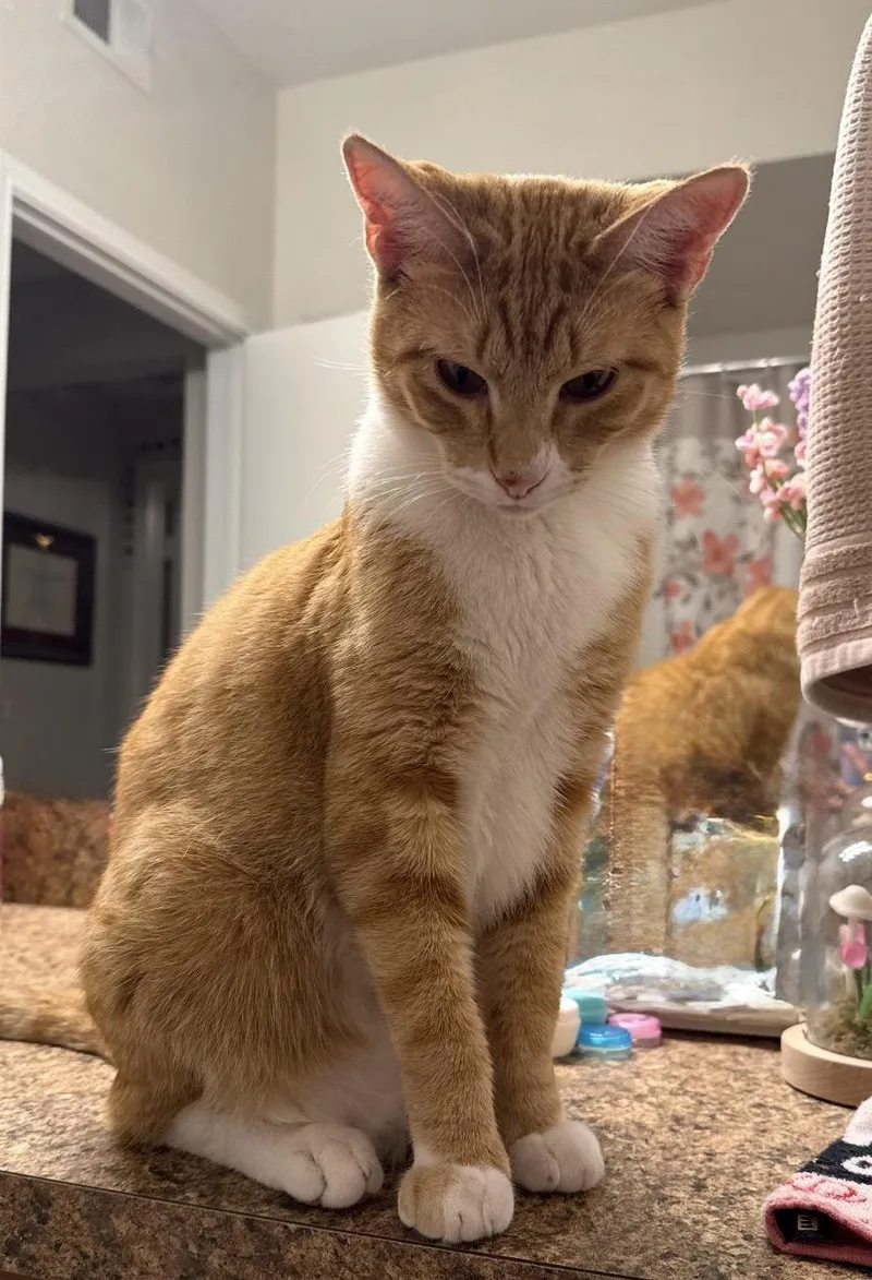 A young medium-sized male American Shorthair cat named Jeffery Aka Jeff for adoption in Austin, TX