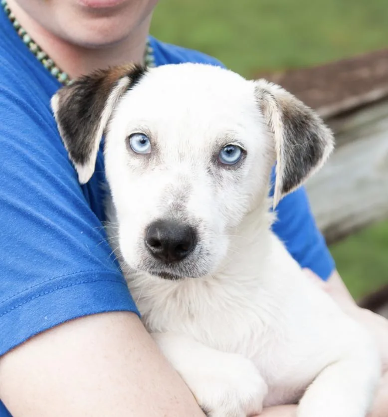 A baby medium-sized male White / Cream Mixed Breed dog named Corndog for adoption in Franklin, TN