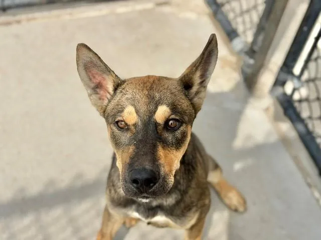 A young medium-sized male German Shepherd Dog dog named Leonard for adoption in Tulsa, OK