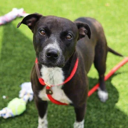 An adult large-sized male Black Labrador Retriever dog named Winchester for adoption in Atlanta, GA