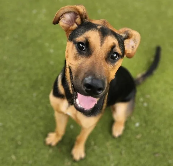 A young medium-sized female Mixed Breed dog named Mallory for adoption in Austin, TX