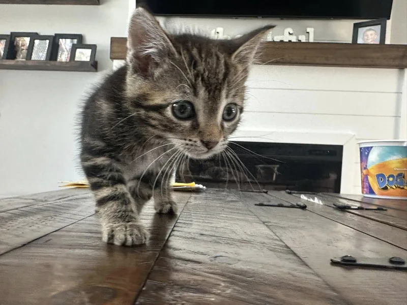 A baby small-sized male Tabby cat named Cowboy Jones for adoption in Clarksville, TN